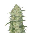 Fast Buds Original White Widow autofem 5er