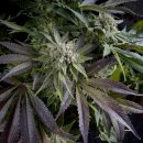 Pyramid Seeds Blue Pyramid female 3er