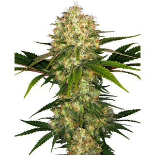 Sensi Seeds Afghani #1 female 10er