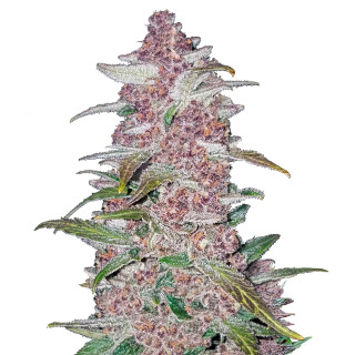 Fast Buds Blackberry autofem 25er
