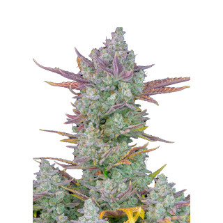 Fast Buds Gorilla Cookies autofem 100er