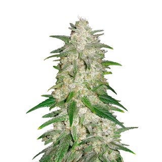 Fast Buds Gelato autofem 100er