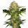 Sensi Seeds Afghani #1 female 3er