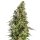 Sensi Seeds Afghani #1 autofem 3er