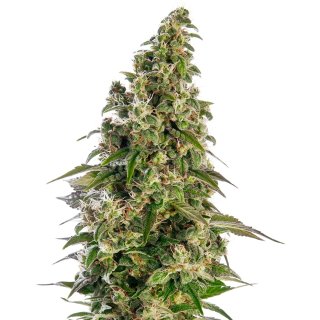 Sensi Seeds Afghani #1 autofem 10er