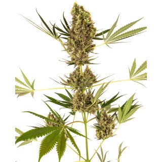 Sensi Seeds Alpine Delight CBD autofem 5er