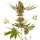 Sensi Seeds Alpine Delight CBD autofem 3er