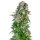 Sensi Seeds Big Bud autofem 5er
