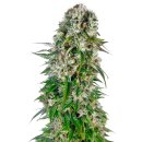 Sensi Seeds Big Bud autofem 3er