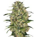 Sensi Seeds Black Domina female 3er