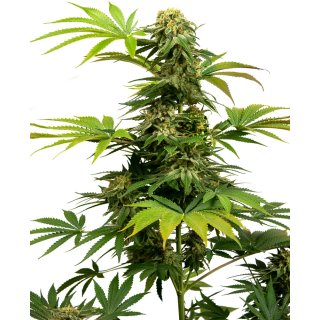 Sensi Seeds Black Harlequin female 3er