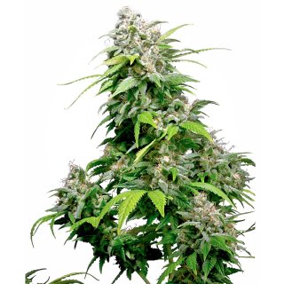 Sensi Seeds California Indica female 5er