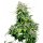 Sensi Seeds California Indica female 5er