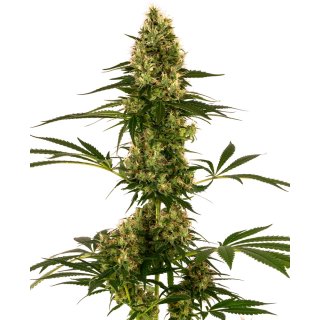 Sensi Seeds Blue Bullet autofem 10er