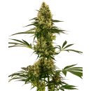 Sensi Seeds Blue Bullet autofem 10er