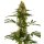 Sensi Seeds Blue Bullet autofem 10er
