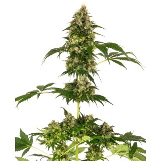 Sensi Seeds Cobalt Haze female 5er