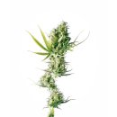 Sensi Seeds Durban female 10er
