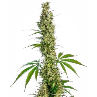 Sensi Seeds Eagle Bill regular 10er