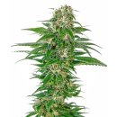 Sensi Seeds Early Skunk autofem 10er