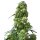Sensi Seeds Early Skunk female 3er