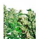 Sensi Seeds Feminised Mix female 5er