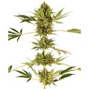 Sensi Seeds Himalayan CBD female 5er