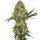 Sensi Seeds Hindu Kush female 5er