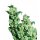 Sensi Seeds Jack Herer female 3er