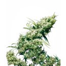 Sensi Seeds Jamaican Pearl female 5er