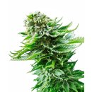 Sensi Seeds Northern Lights autofem 3er