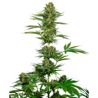Sensi Seeds Satin Black Domina CBD female 5er