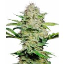 Sensi Seeds Sensi Skunk autofem 10er