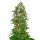 Sensi Seeds Shiva Skunk autofem 3er