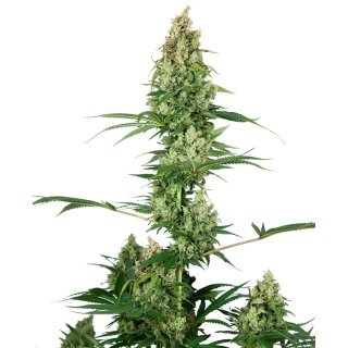 Sensi Seeds Silver Fire female 5er