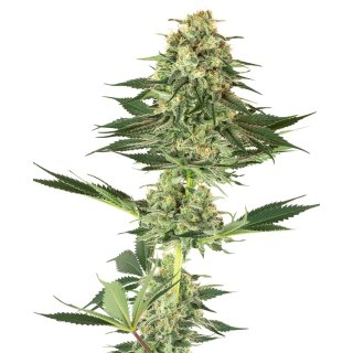 White Label Seeds Banana Kush female 5er