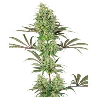 White Label Seeds Double Banana Kush female 5er