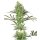 White Label Seeds Double Banana Kush female 5er