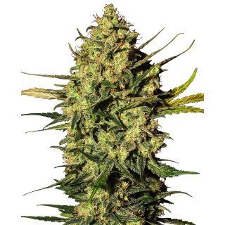 White Label Seeds Master Kush autofem 10er
