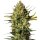 White Label Seeds Master Kush autofem 10er
