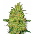 White Label Seeds Master Kush regular 10er