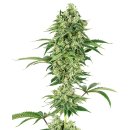White Label Seeds Nicole Hindu Kush female 3er