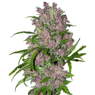 White Label Seeds Purple Bud autofem 10er