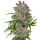 White Label Seeds Purple Bud autofem 10er