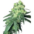 White Label Seeds White Rhino regular 10er