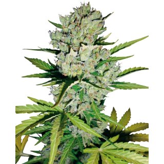 White Label Seeds Skunk #1 autofem 3er