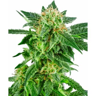 White Label Seeds Snow Ryder autofem 3er