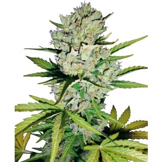 White Label Seeds Super Skunk autofem 3er