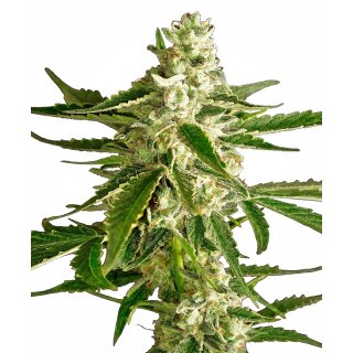 White Label Seeds White Diesel Haze autofem 5er