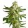 White Label Seeds White Diesel Haze autofem 5er